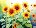太阳花适合什么季节种