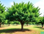 香樟树20公分价格表