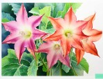 一斤酒泡几个曼陀罗花