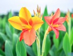 美人蕉花败了怎么修剪