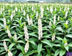 2025年白花蛇舌草水价格