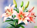 百合花的叶子长什么样