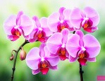蝴蝶兰什么时间开花几点