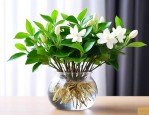 水培茉莉花可以养多久