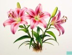 百合开花后怎么留种球