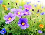 野苜蓿花是什么颜色的