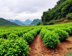 2025年贵阳苗木种植基地