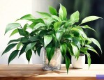 铂金钻绿植的养护方法