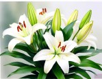 买回来的百合花苞怎么养