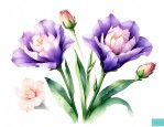 洋吉梗花和桔梗花花语