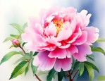 花中皇后指的是什么花