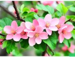 臭海棠花对人体有毒吗