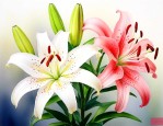 百合花的花是什么样的