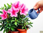 杜鹃花如何浇水和养殖