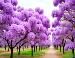 10公分紫花风铃木价格