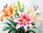 百合与合欢花药用区别