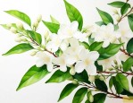 茉莉花的藤条要剪掉吗