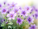 淡紫色的小花是什么花
