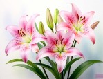 幽兰百合的花语是什么