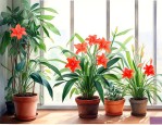 广东室内适合养什么花