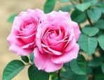 月季花名品种介绍大全