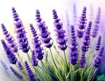 薰衣草的花语代表什么