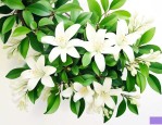 九里香花怎么养才最好