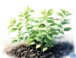 金银花苗种植