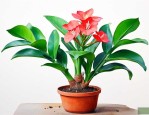 金钱树开花后花枯萎后