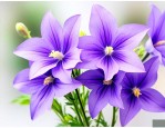 紫色风铃的花语是什么