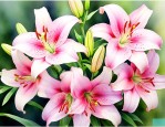 百合花的种子是什么样