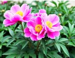 芍药花根怎么种植方法