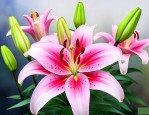 百合花闻多了会失眠吗