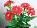 我养的长寿花怎么不开花