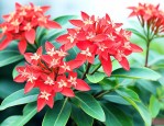 龙船花是草本还是木本