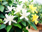 金银花可以室内盆栽吗