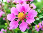 胸径八公分紫薇什么价