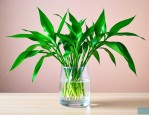 富贵竹水培植物怎么养