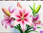 百合花是香味还是臭味