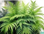 适合室内养的蕨类植物