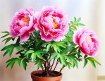 牡丹花能栽种在家里吗