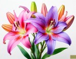 哪种颜色的百合花最香