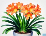 怎么样养君子兰才开花