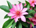 三七花是寒性还是温性