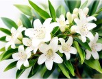 九里香什么时候开花结果