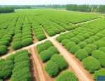 全国最大绿化苗木基地