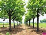 2025年50公分樟树价格