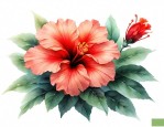 扶桑花的花语