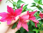 摘下的指甲花怎么保存