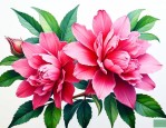 洛神花的禁忌与副作用